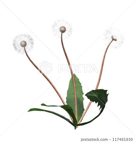wild field grass, isolated on a transparent background, 3D illustration, cg render wild field grass, isolated on a transparent background, 3D illustration, cg render 117481830