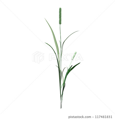 wild field grass, isolated on a transparent background, 3D illustration, cg render 117481831