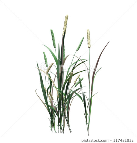 wild field grass, isolated on a transparent background, 3D illustration, cg render wild field grass, isolated on a transparent background, 3D illustration, cg render 117481832