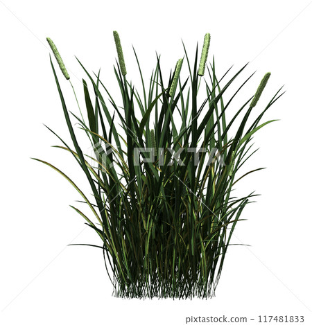 wild field grass, isolated on a transparent background, 3D illustration, cg render wild field grass, isolated on a transparent background, 3D illustration, cg render 117481833