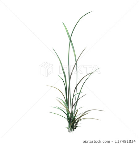 wild field grass, isolated on a transparent background, 3D illustration, cg render wild field grass, isolated on a transparent background, 3D illustration, cg render 117481834