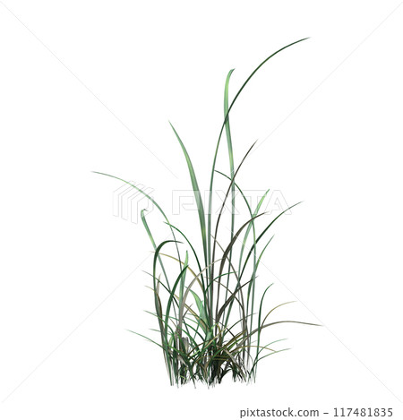 wild field grass, isolated on a transparent background, 3D illustration, cg render wild field grass, isolated on a transparent background, 3D illustration, cg render 117481835