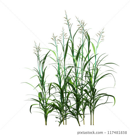 wild field grass, isolated on a transparent background, 3D illustration, cg render wild field grass, isolated on a transparent background, 3D illustration, cg render 117481838