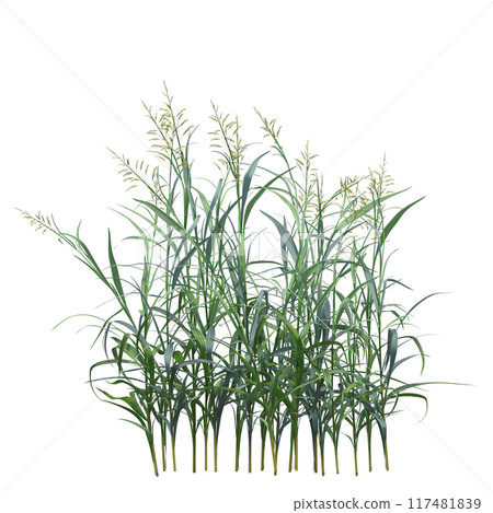 wild field grass, isolated on a transparent background, 3D illustration, cg render wild field grass, isolated on a transparent background, 3D illustration, cg render 117481839
