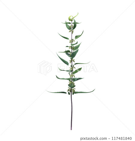 wild field grass, isolated on a transparent background, 3D illustration, cg render wild field grass, isolated on a transparent background, 3D illustration, cg render 117481840