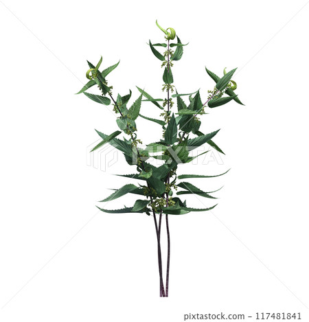 wild field grass, isolated on a transparent background, 3D illustration, cg render wild field grass, isolated on a transparent background, 3D illustration, cg render 117481841