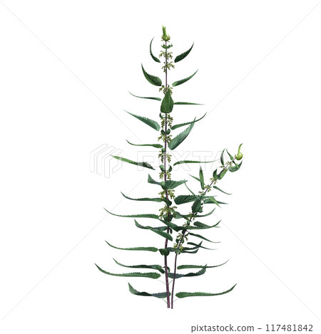 wild field grass, isolated on a transparent background, 3D illustration, cg render wild field grass, isolated on a transparent background, 3D illustration, cg render 117481842