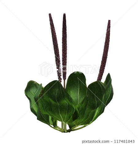 wild field grass, isolated on a transparent background, 3D illustration, cg render wild field grass, isolated on a transparent background, 3D illustration, cg render 117481843
