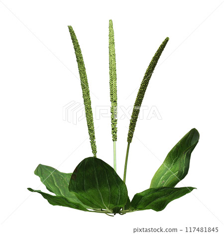 wild field grass, isolated on a transparent background, 3D illustration, cg render wild field grass, isolated on a transparent background, 3D illustration, cg render 117481845