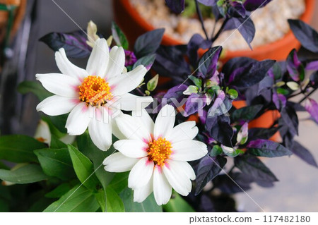 Flower garden, gardening image, flowers, zinnia Flower garden, gardening image, flowers, zinnia 117482180