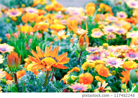 Flower garden, flowers, flower field, flower bed, orange Flower garden, flowers, flower field, flower bed, orange 117482248