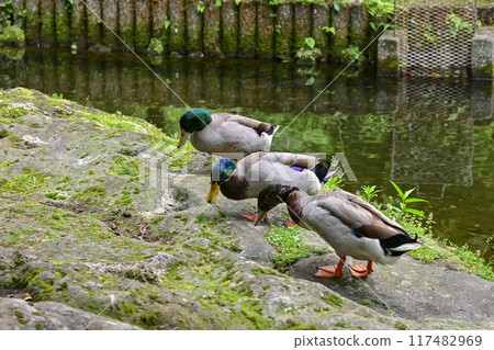 [Kyushu, Miyazaki] Takachiho Gorge was created by volcanic activity at Mount Aso. It is a beautiful gorge with eroded cliffs and Manai Falls. 117482969