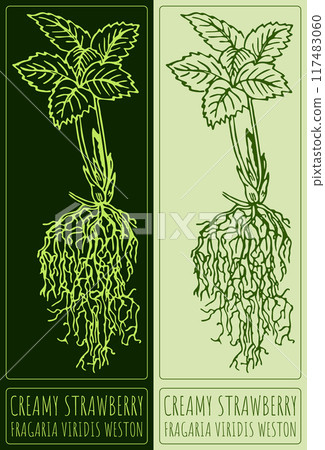 Vector drawing CREAMY STRAWBERRY. Hand drawn illustration. Latin name is FRAGARIA VIRIDIS WESTON Vector drawing CREAMY STRAWBERRY. Hand drawn illustration. Latin name is FRAGARIA VIRIDIS WESTON 117483060