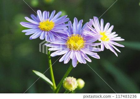 Shion blooming in the sunlight filtering through the trees 117483236