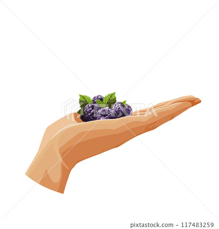 blue blackberry in the palm isolated on white background. Vector clipart in flat style for design 117483259