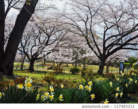 春天的多文山展望公園，櫻花下的水仙花盛開 117483312