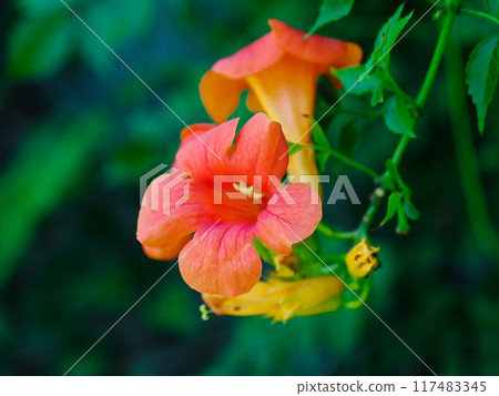 Orange flowers of the Bignoniaceae trumpet vine 117483345