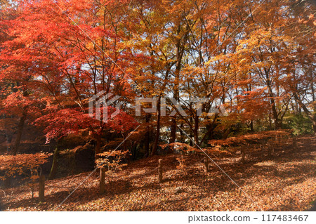 Colorful autumn trees 117483467