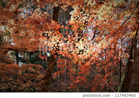 Colorful autumn trees 117483468