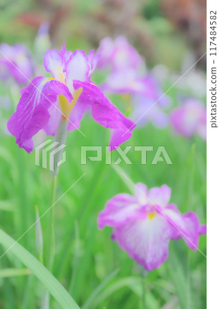 Traditional Japanese beauty: Iris flowers - Boys' Day image 117484582