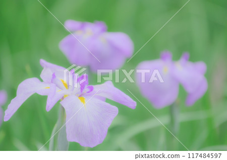 Traditional Japanese beauty: Iris flowers - Boys' Day image 117484597