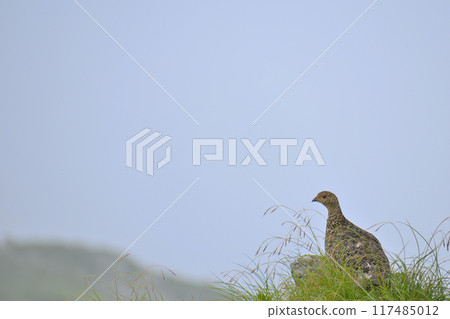 夏天的立山,松雞喜歡多雲的天氣。 夏天的立山,松雞喜歡多雲的天氣。 117485012