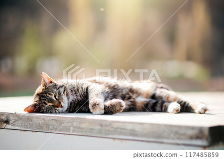 A stray cat sleeps on a bench. Animal Welfare Day. Copy space. Concept of care for stray animals 117485859