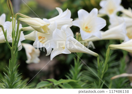 許多百合花盛開 117486138