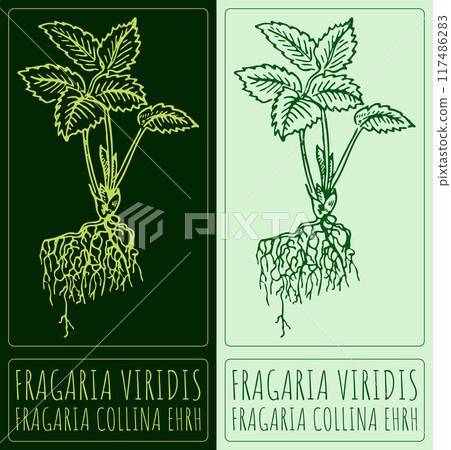 Vector drawing FRAGARIA VIRIDIS. Hand drawn illustration. Latin name is FRAGARIA COLLINA EHRH. 117486283