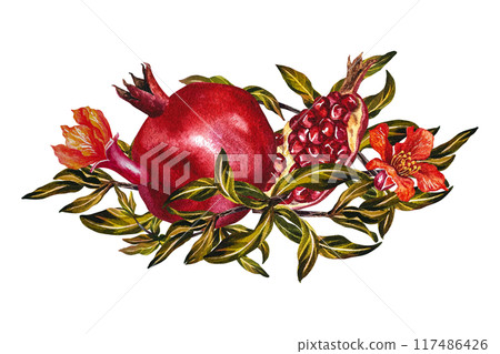 Pomegranate fruits and flowers on a branch. Pomegranate in the section. A watercolor illustration made by hand. For labels, packages. For postcards, flyers and posters, for decorating kitchen utensils Pomegranate fruits and flowers on a branch. Pomegranate in the section. A watercolor illustration made by hand. For labels, packages. For postcards, flyers and posters, for decorating kitchen utensils 117486426
