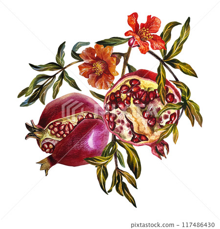 Pomegranate fruits and flowers on a branch. A watercolor illustration made by hand. For labels and packages. For postcards, flyers and posters, for decorating kitchen utensils. 117486430