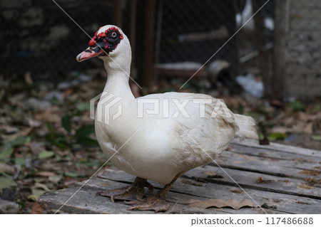 The white duck is live at farm 117486688