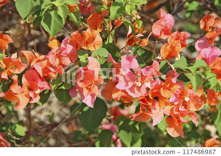 Red bougainvillea flowers blossoming in tropical bush 117486987