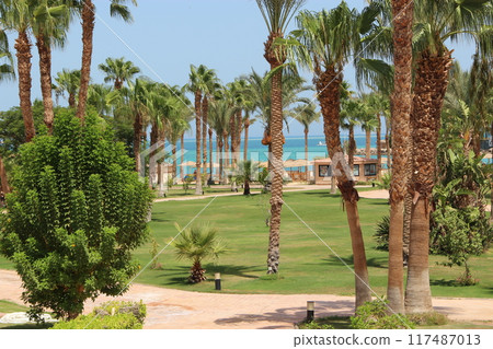Grassy lawn among palm trees at resort in Egypt. Hotel with well-groomed territory Grassy lawn among palm trees at resort in Egypt. Hotel with well-groomed territory 117487013