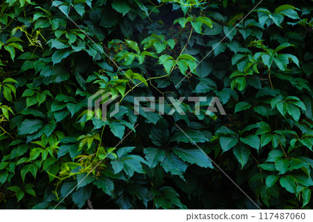 Abstract green leaf texture, nature dark green background 117487060