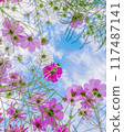 cosmos flowers and blue sky 117487141