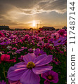 Landscape with sunset and cosmos 117487144