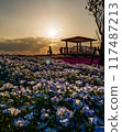 Nemophila flowers in full bloom at sunset 117487213