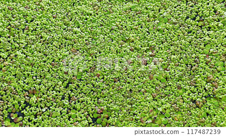 Natural green texture. Lemna perpusilla Torrey. Texture from Common Duckweed 117487239