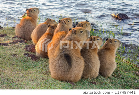 family of capybaras, Hydrochoerus hydrochaeris, on the edge of lake family of capybaras, Hydrochoerus hydrochaeris, on the edge of lake 117487441