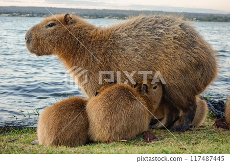 capybaras babies suckling from their mother by the lake capybaras babies suckling from their mother by the lake 117487445