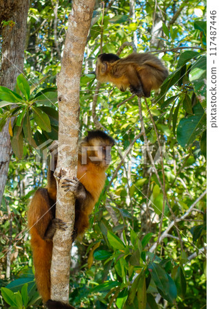 Sapajus libidinosus monkey, or Black-striped Capuchin. Brazilian forest 117487446