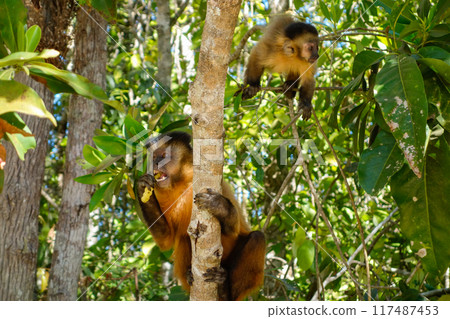 father and cub of Sapajus libidinosus monkey, or Black-striped Capuchin. Brazilian forest 117487453