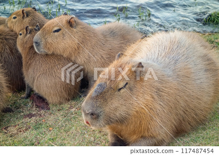 family of capybaras, Hydrochoerus hydrochaeris, on the edge of lake 117487454