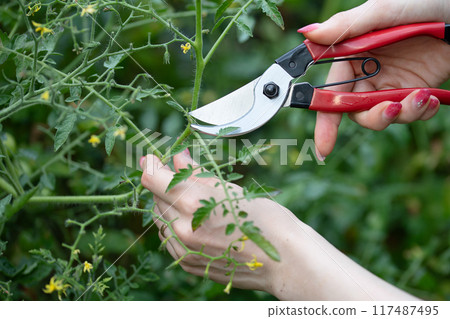 Woman's hands using pruning shears Woman's hands using pruning shears 117487495