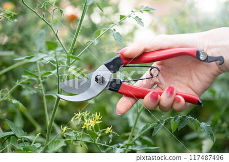 Woman's hands using pruning shears 117487496