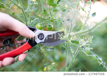Hands using pruning shears 117487508