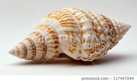 Beautiful conch shell resting on a clean surface with intricate patterns displayed 117487849