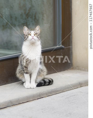 A cat looking up at the sky in the city A cat looking up at the sky in the city 117487987