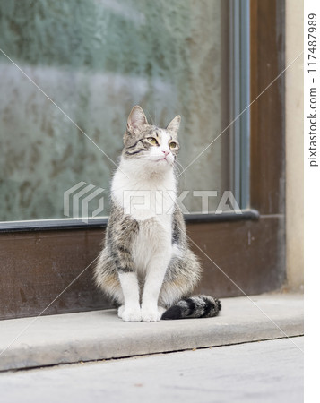 Cat sitting in the street Cat sitting in the street 117487989